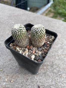 Turbinicarpus valdezianus